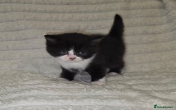 British Shorthair cats for sale: Beautiful unusual British shorthair kittens - Image 22