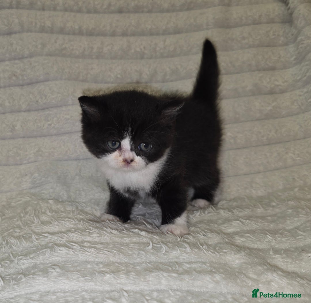 British Shorthair cats for sale: Beautiful unusual British shorthair kittens - Image 22