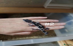 Leopard Gecko reptiles for sale: Leopard Gecko Babies - Image 2