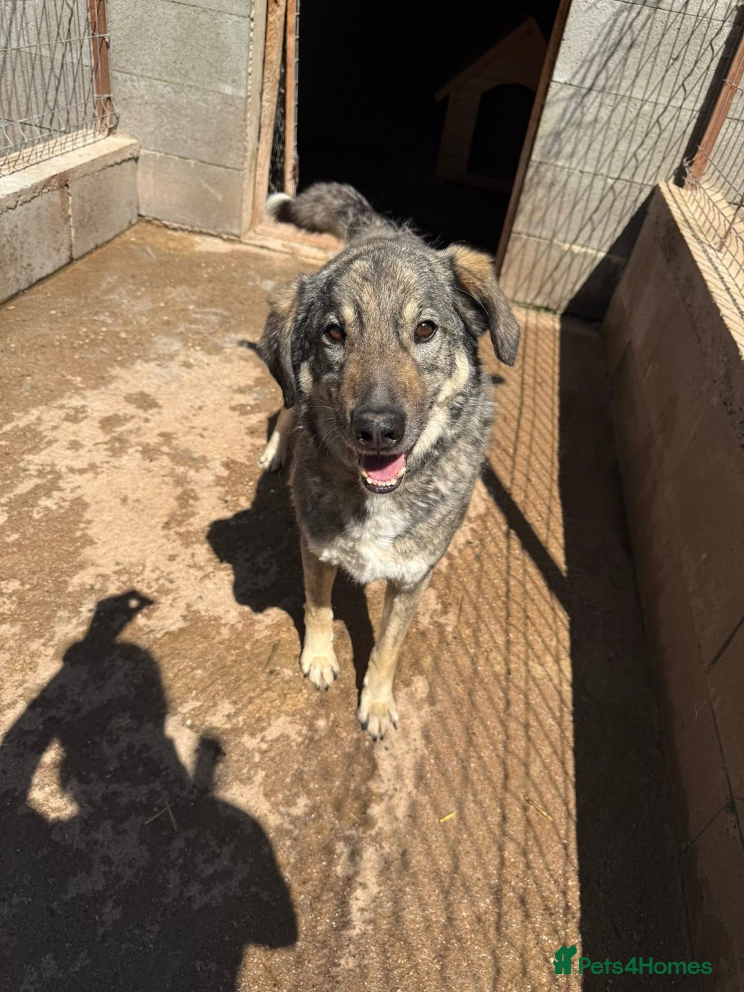 Mixed Breed dogs for adoption: Lucky 💙 - Advert 6