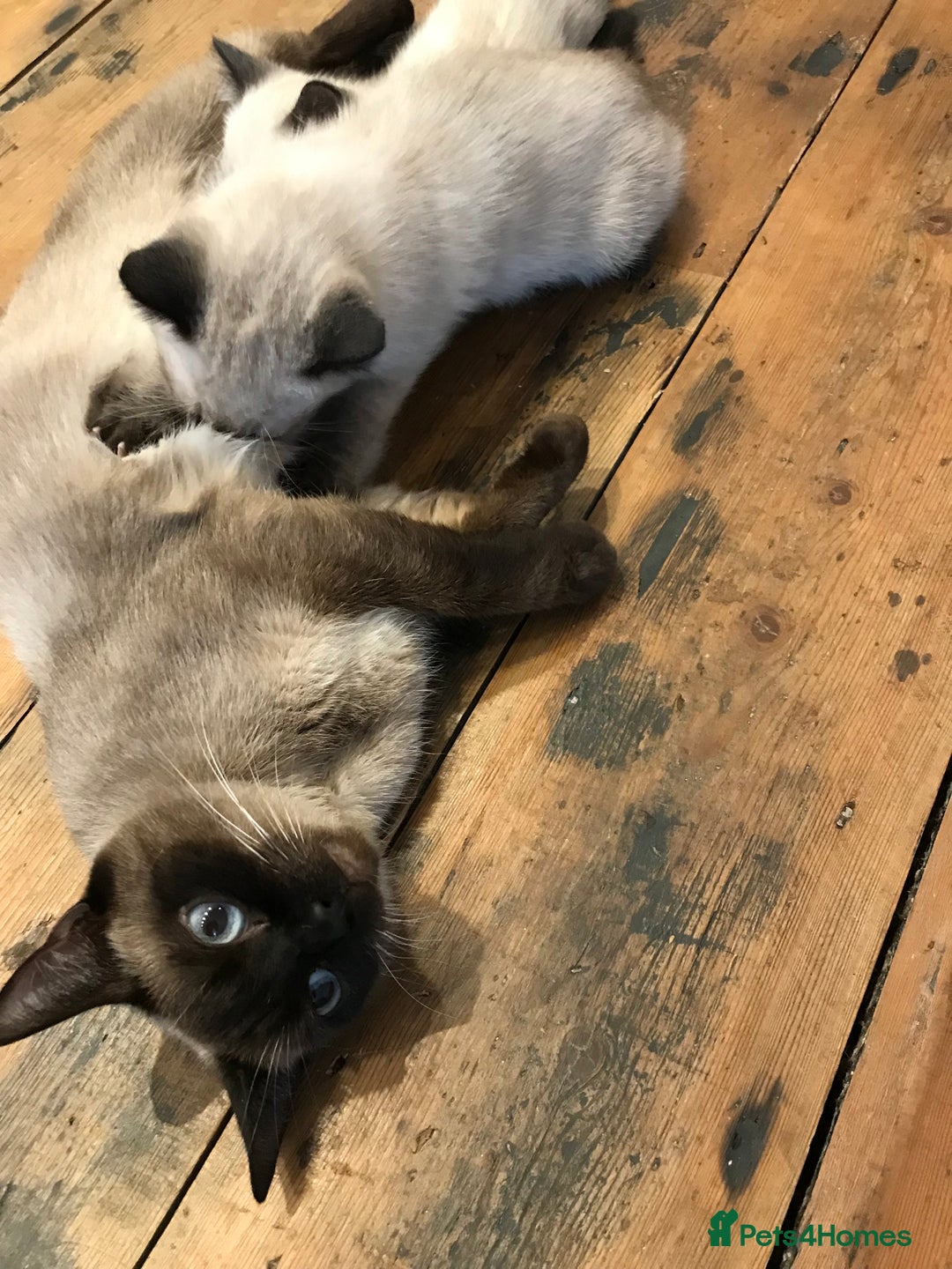 Siamese cats for sale: A litter of 5 beautiful blue eyed Siamese kittens - Image 4