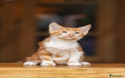 Maine Coon cats for sale: Beautiful Maine Coon X Kittens - Image 5