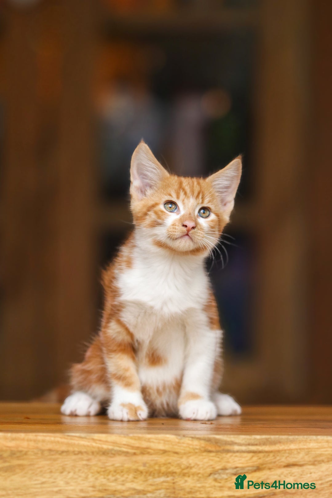 Maine Coon cats for sale: Beautiful Maine Coon X Kittens - Image 5