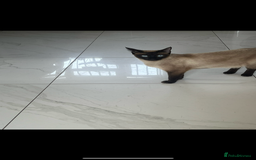 Siamese cats for sale: Siamese cross breeds  - Image 1