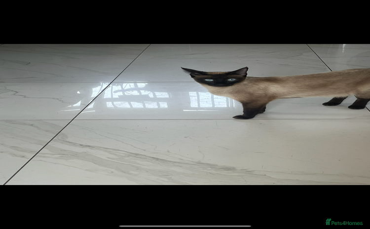 Siamese cats - Advert 1