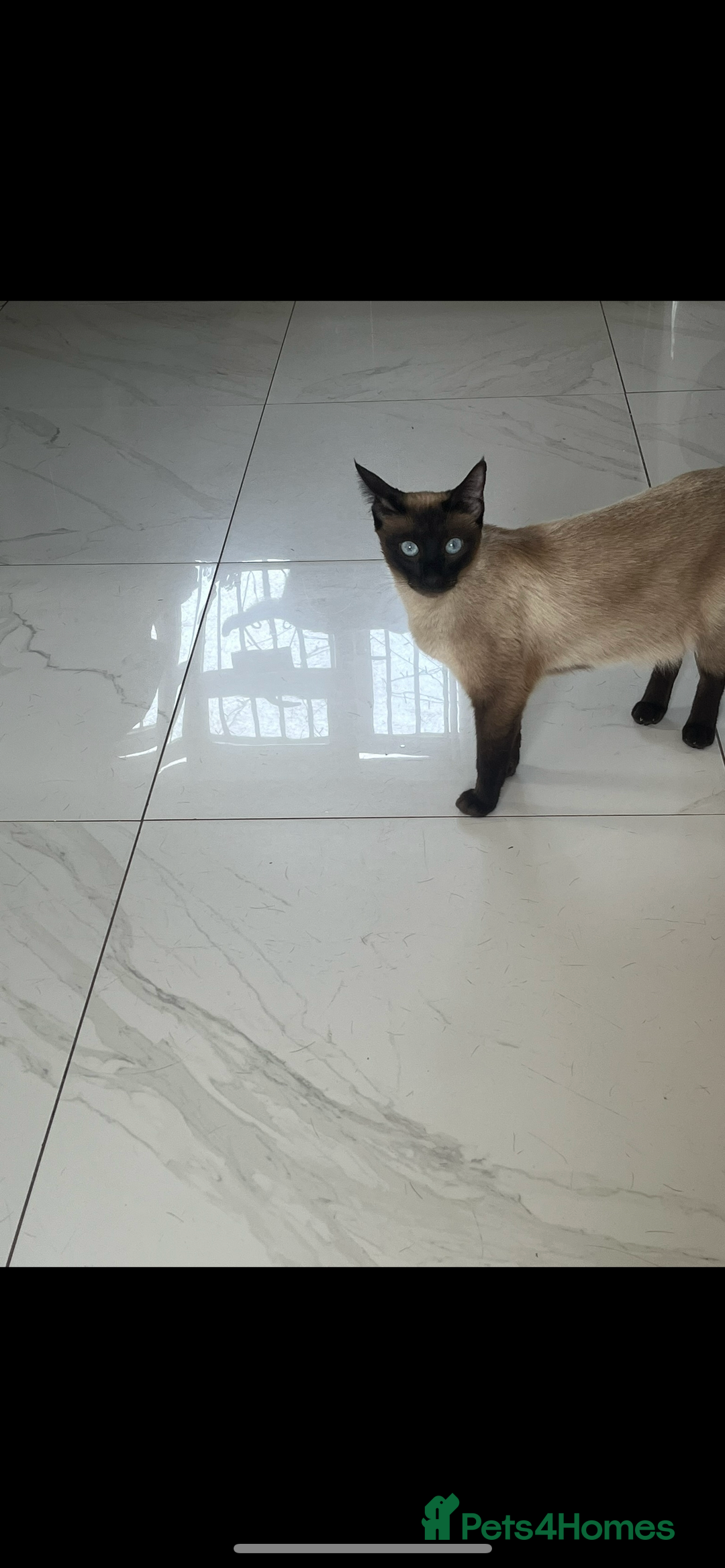 Siamese cats for sale: Siamese cross breeds  - Image 1