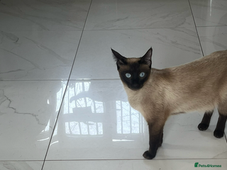 Siamese cats - Advert 16