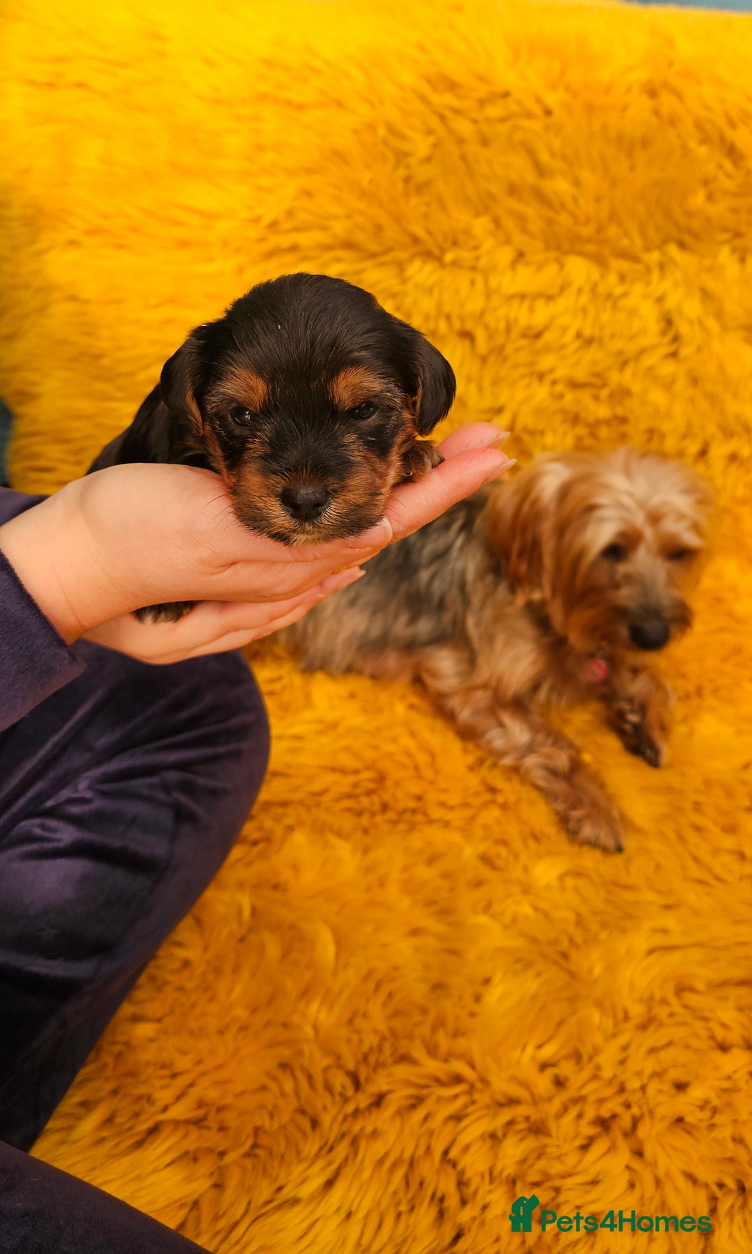 Yorkshire Terrier dogs for sale: Yorkshire Terrier puppies - Advert 14