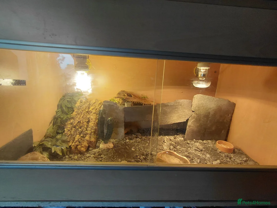 Leopard Gecko reptiles for sale: Leopard gecko and enclosure  in Norwich - Advert 6