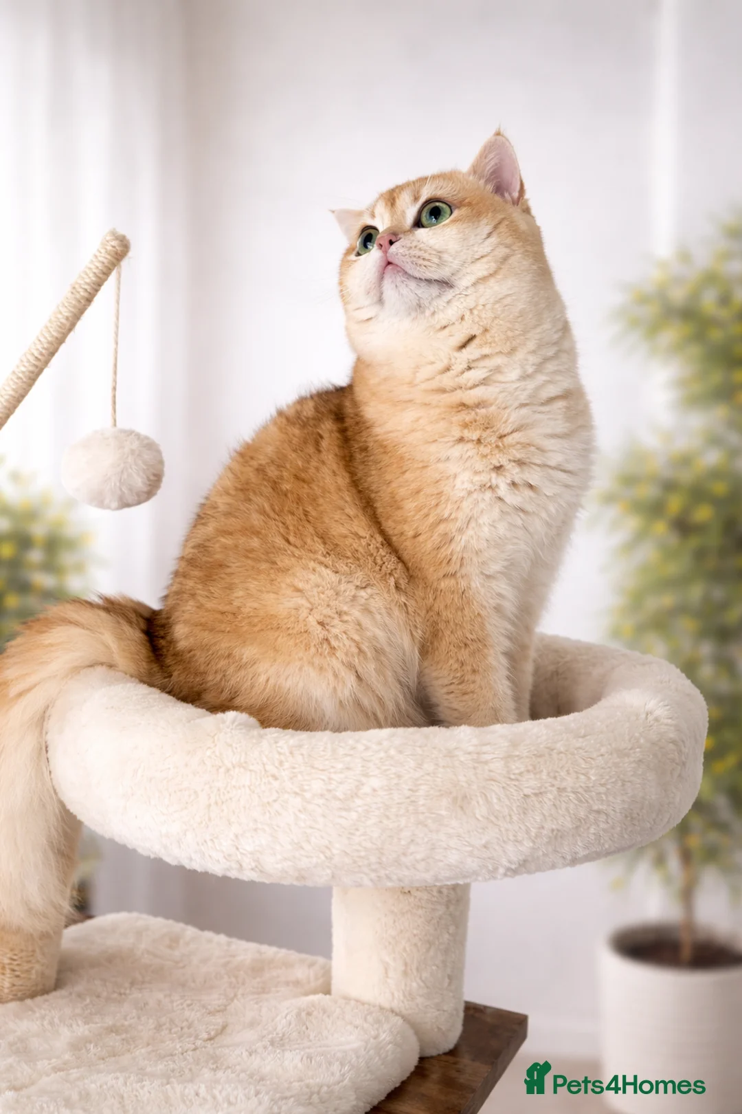 British Shorthair cats for sale: 🏆Tica registered BRI ny12 British Shorthair Boy🏆 - Advert 3