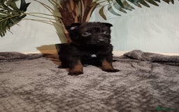 Belgian Shepherd Dog dogs for sale: Stunning Belgian Mali Pups - Image 16