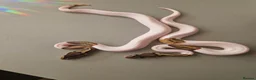 Mixed Breed reptiles for sale: Various royals available - Advert 4