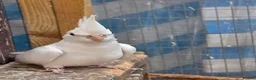 Cockatiels birds for sale: Beautiful Young Cockatiels Ready for Loving Homes - Advert 4