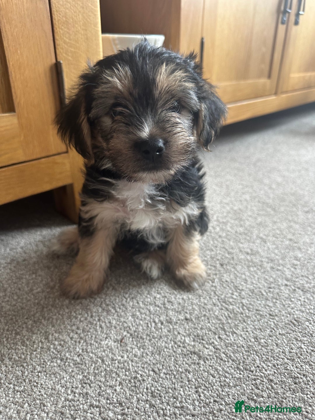 Morkie dogs for sale: Morkie male - Image 5