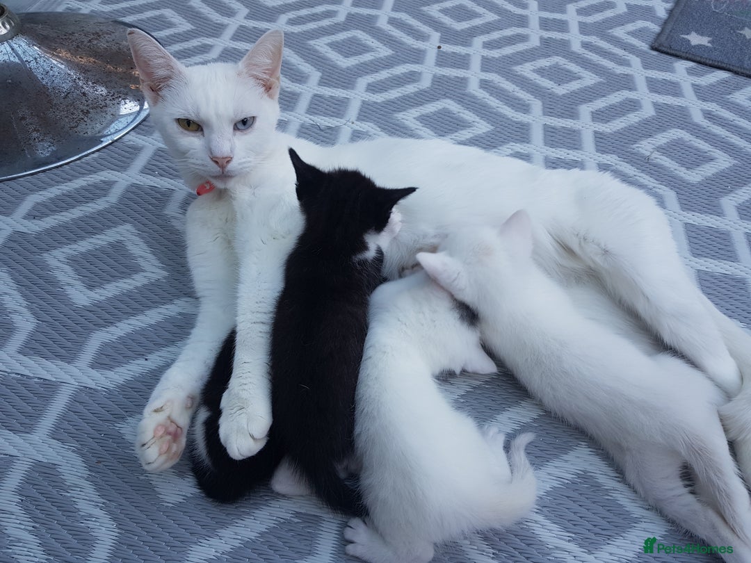Mixed Breed cats for sale: Khao Manee kittens  - Image 12