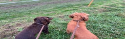 Cocker Spaniel dogs for sale: KC Registered Working Cocker Spaniels  - Advert 9