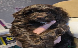 Cockapoo dogs for sale: 2 little F1B girl cockapoos ready to go - Advert 5