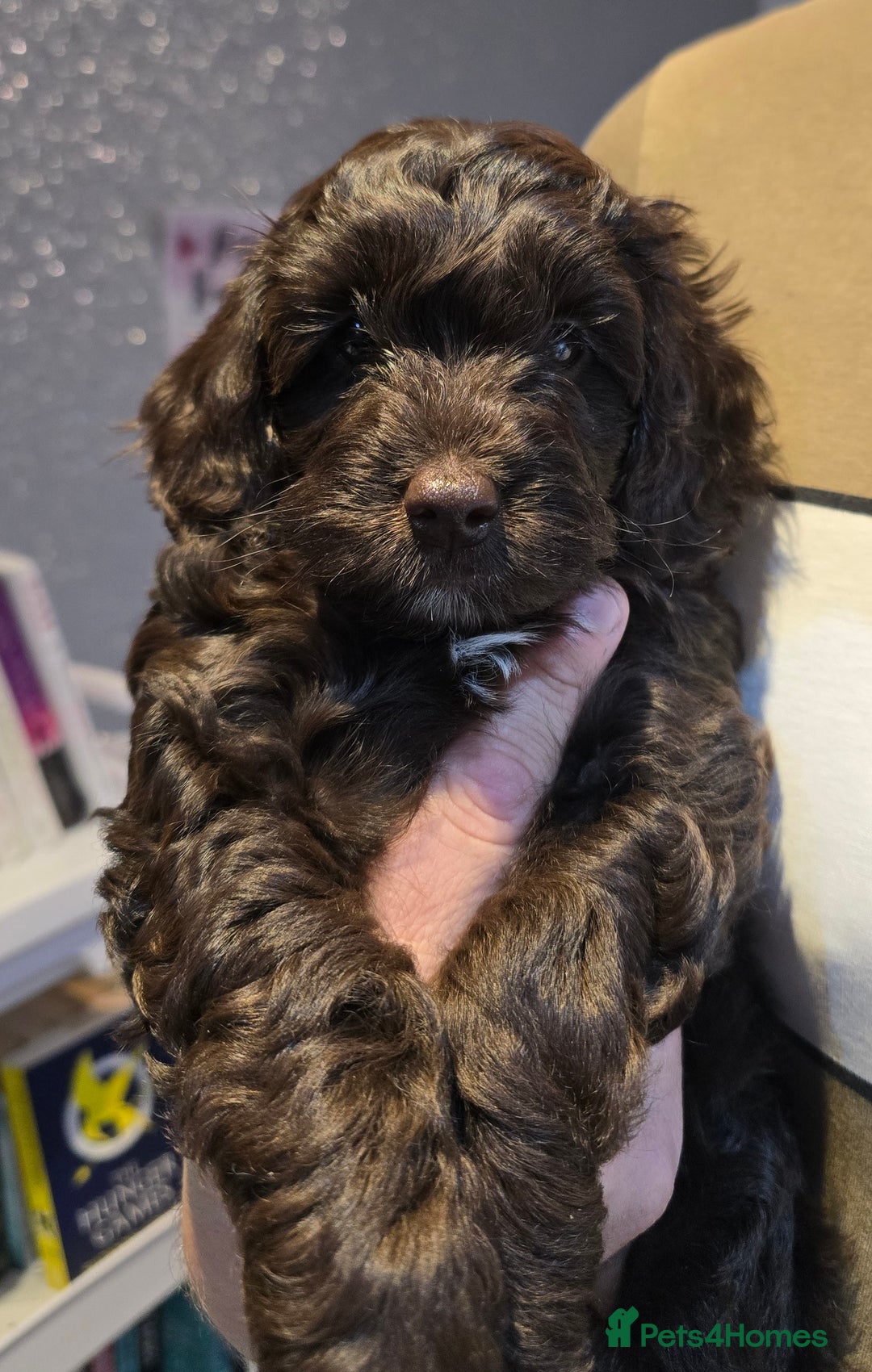 Cockapoo dogs for sale: 2 little F1B girl cockapoos ready to go - Advert 5