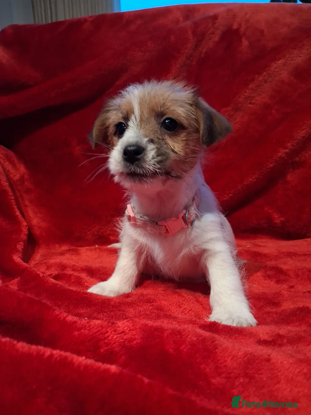 Jack Russell dogs for sale: Jack russel puppies  - Advert 6