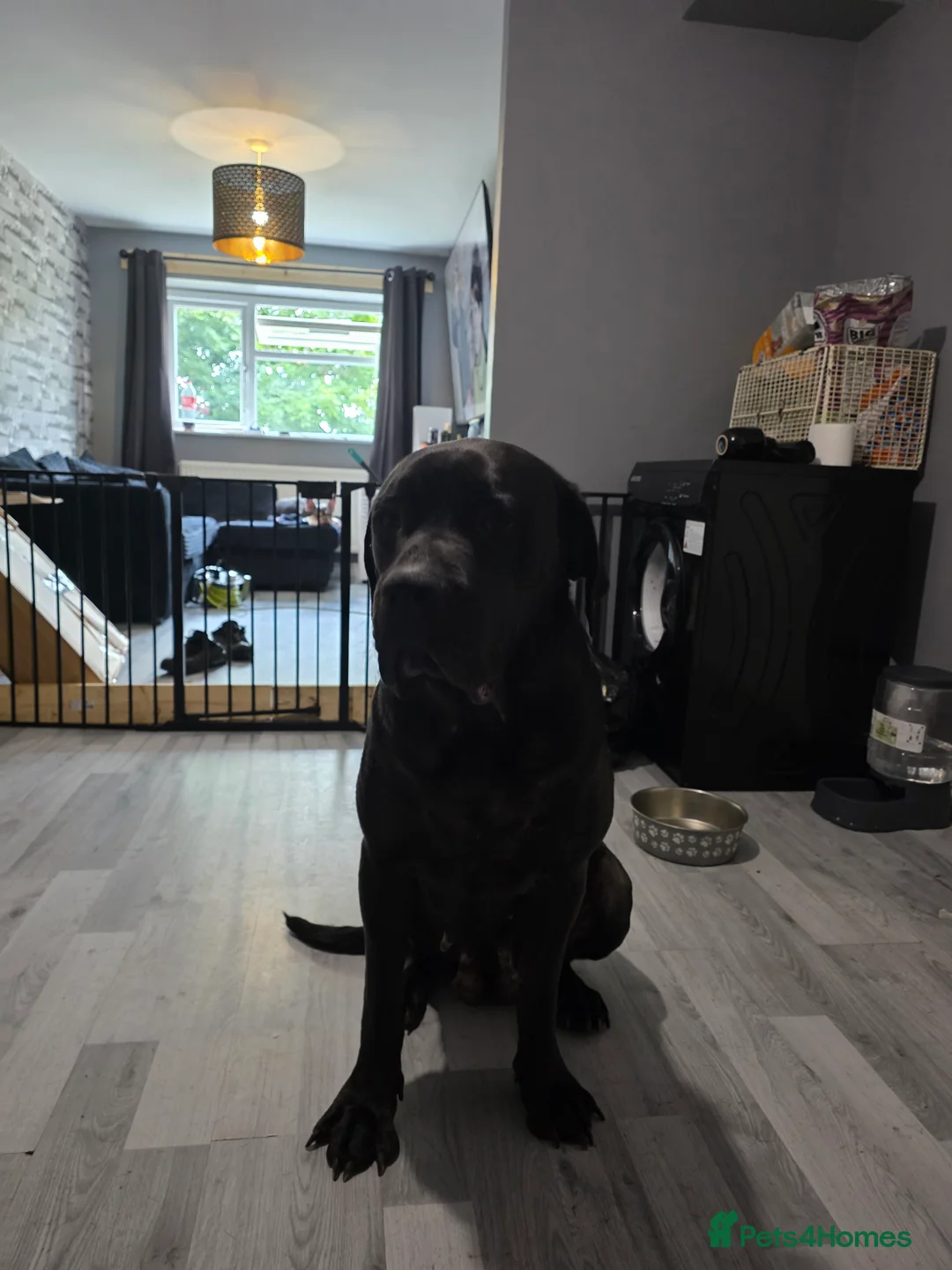 Cane Corso dogs for sale: Female cane corso tahlia - Advert 4