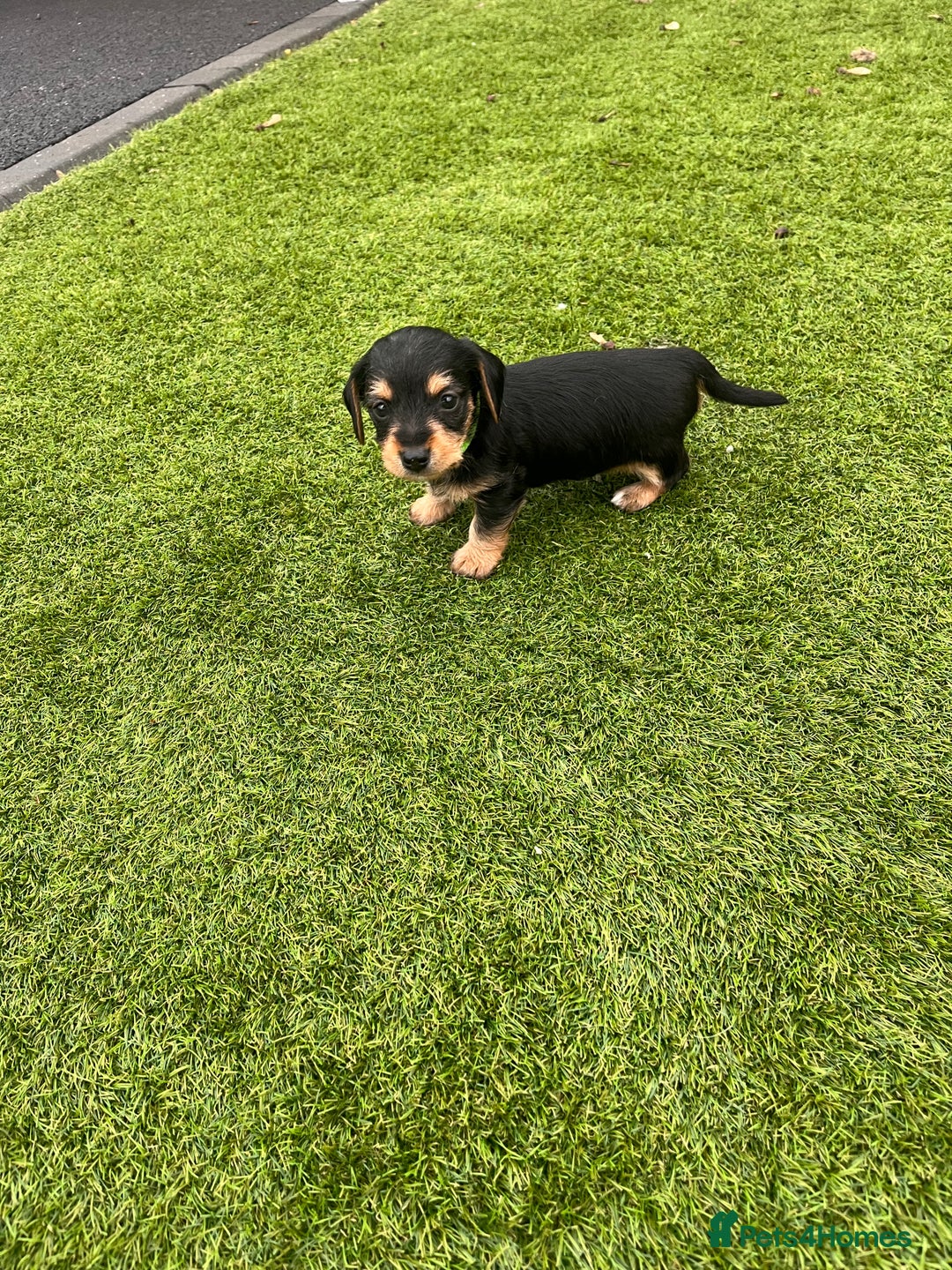 Mixed Breed dogs for sale: 5 beautiful jackshund puppies for sale - Advert 25
