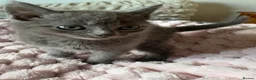 Mixed Breed cats for sale: British Short Hair Cross Kitten  - Advert 6