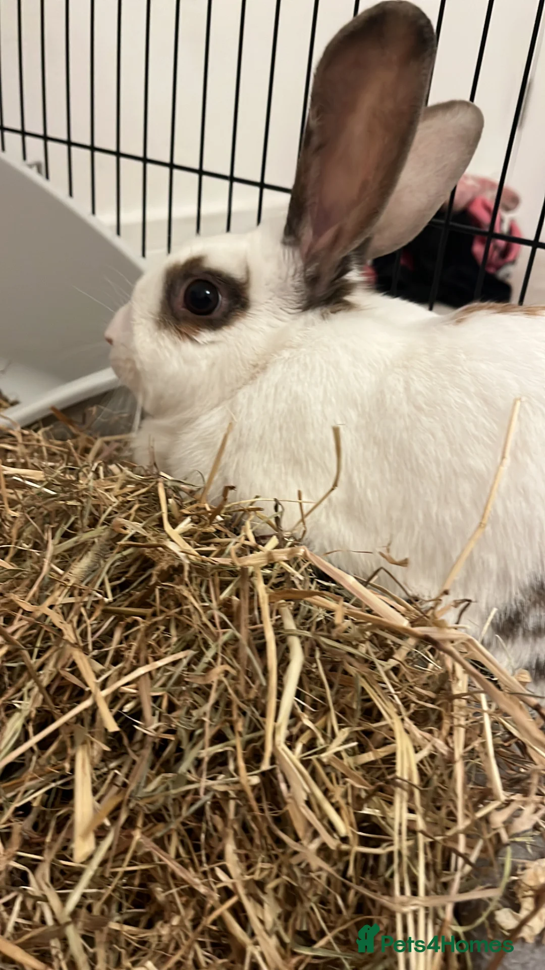 Mixed Breed rabbits for sale: mixed rabbit called cotton in Reading - Advert 3