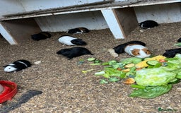 Guinea Pig rodents for sale: Beautiful Baby Guinea Pigs🐹 - Image 9