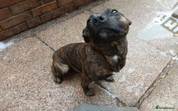 Staffordshire Bull Terrier dogs for sale: Staffie female 2years old  - Image 3