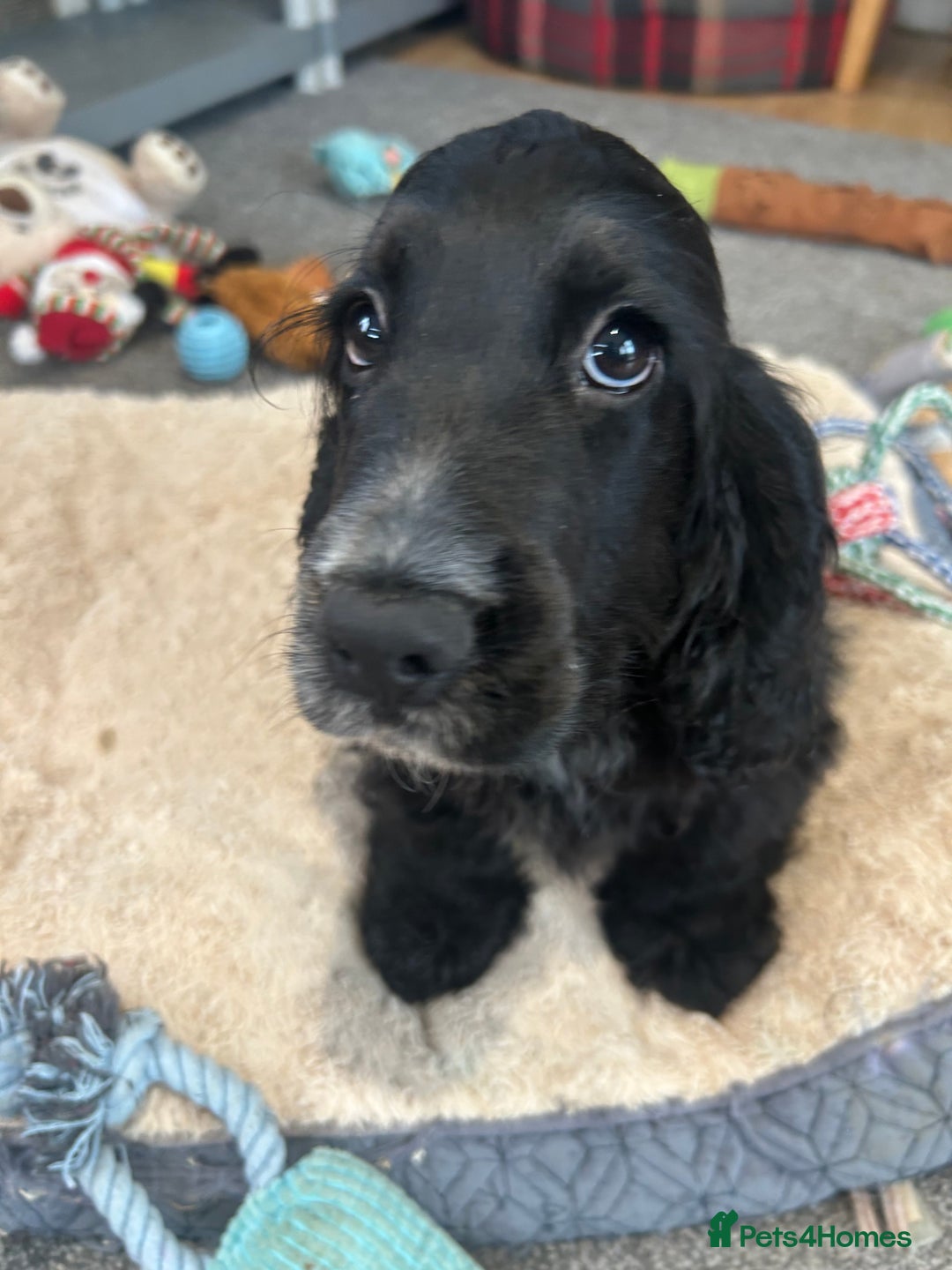 Cocker Spaniel dogs for sale: LAST TWO SHOW COCKER SPANIEL BOYS in Ely - Image 8