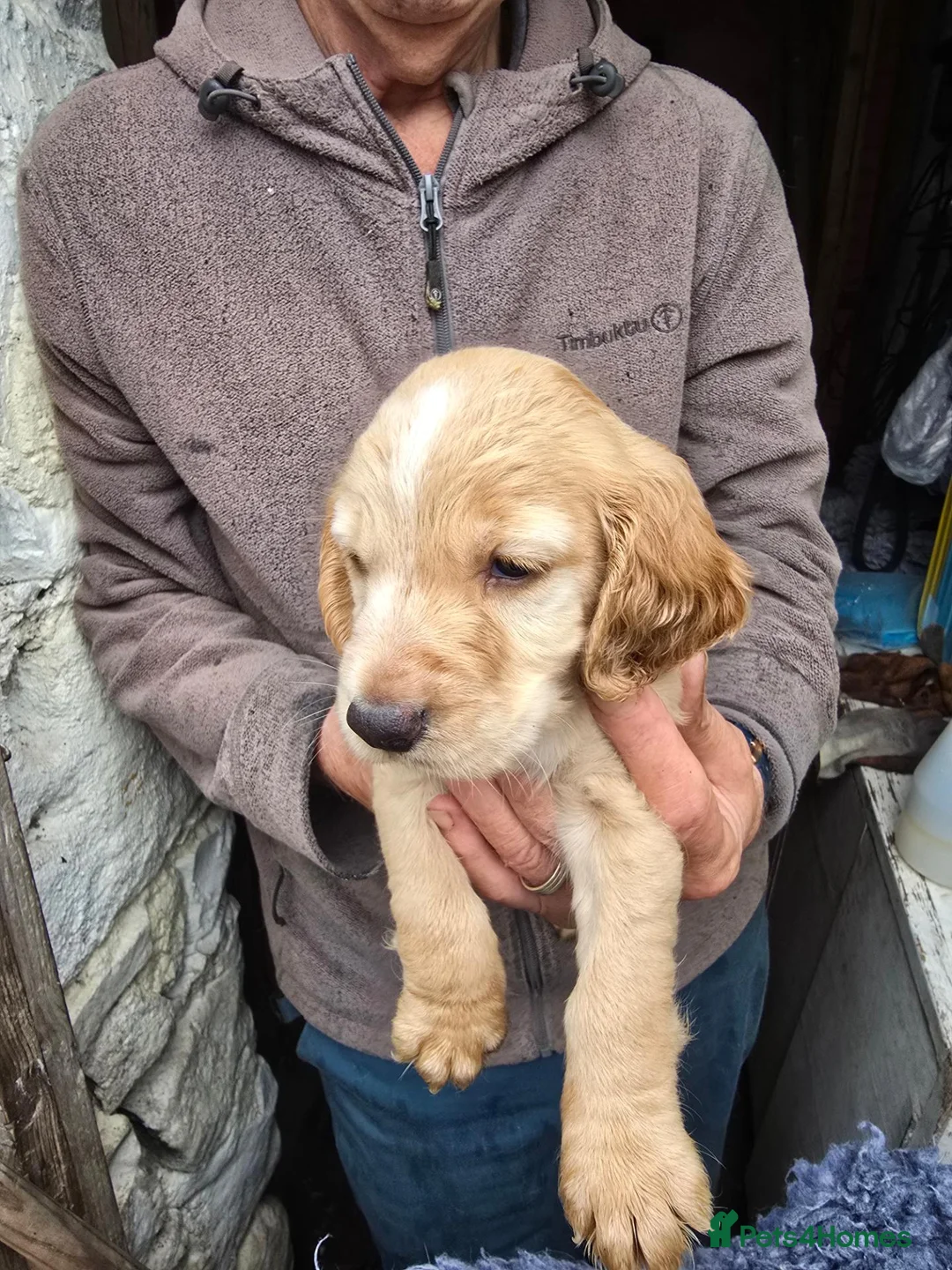 Cocker Spaniel dogs for sale: Sandys last pups,working strain in Skipton - Advert 2