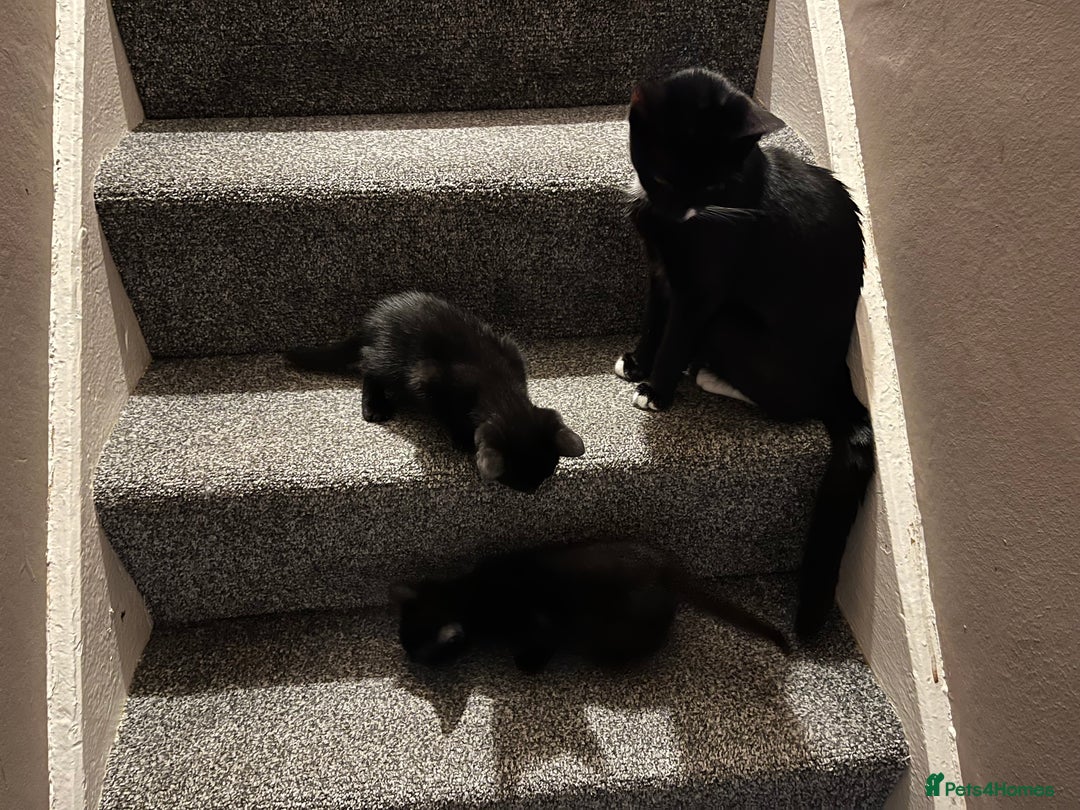 Mixed Breed cats for sale: Adorable kittens ready now - Image 3