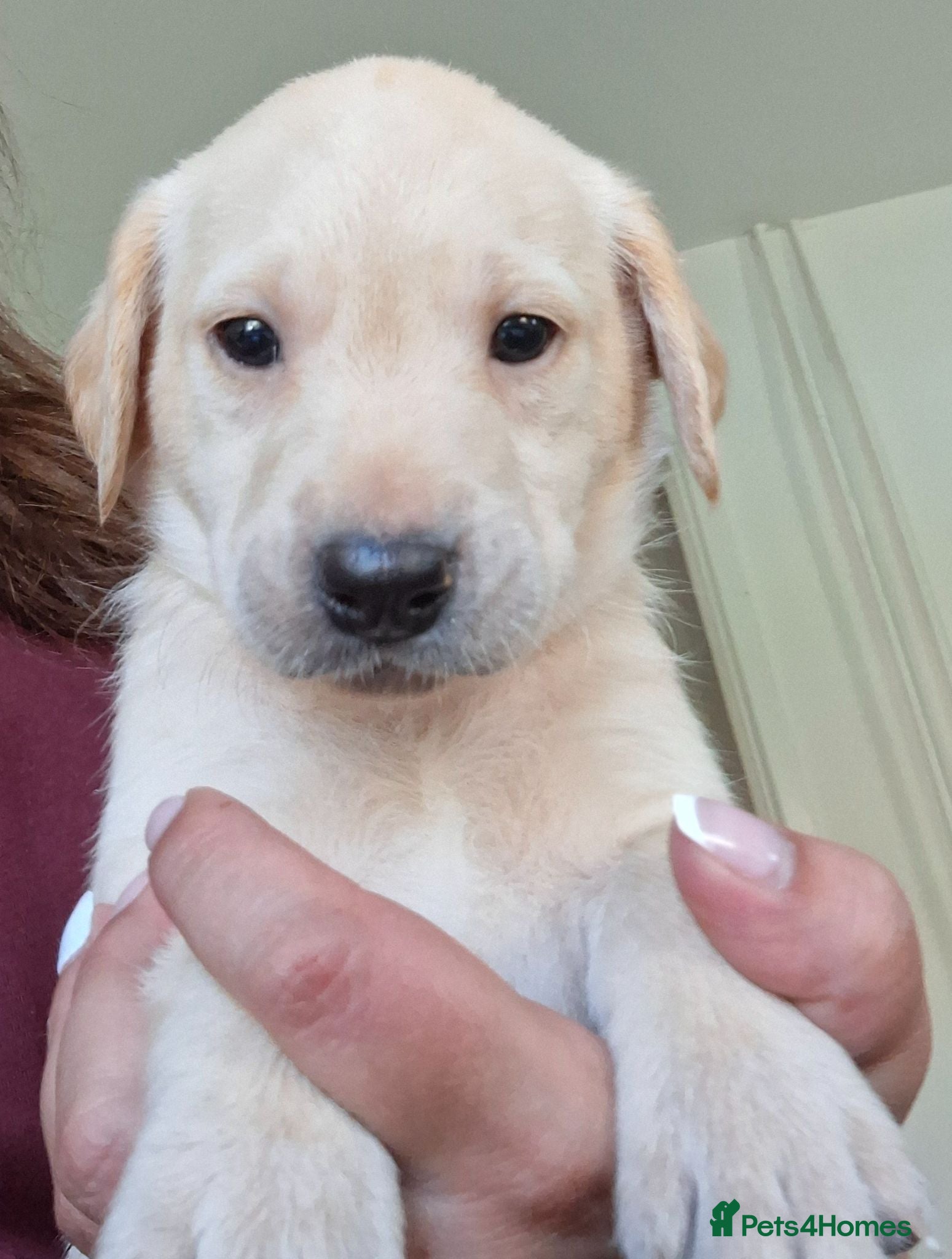 Labrador Retriever dogs 🐶 KC, DNA Clear Labrador retriever pups ⭐ - Advert 1