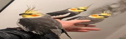 Cockatiels birds for sale: Cocktails for sale - Advert 2