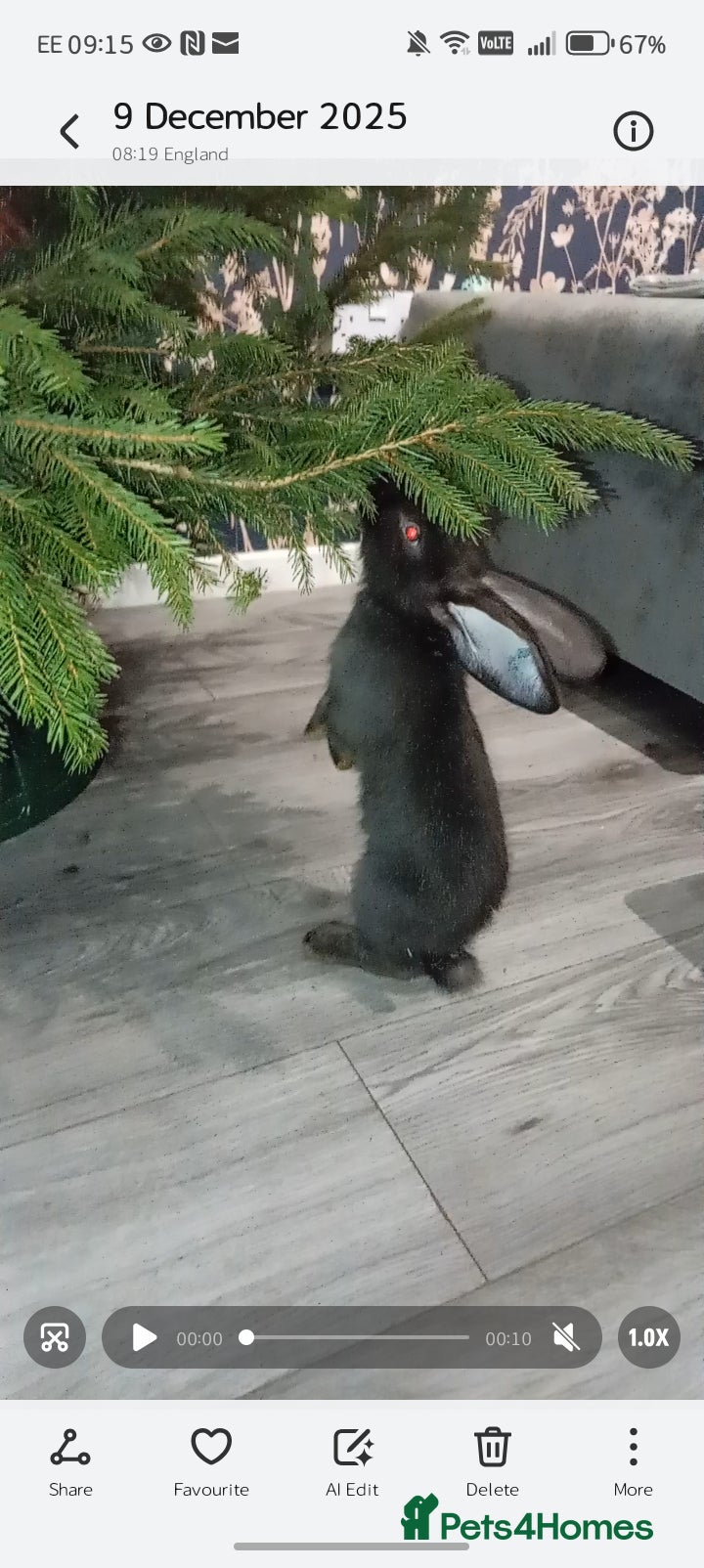 Continental Giant rabbits German Giants (continental giant rabbits) - Advert 1