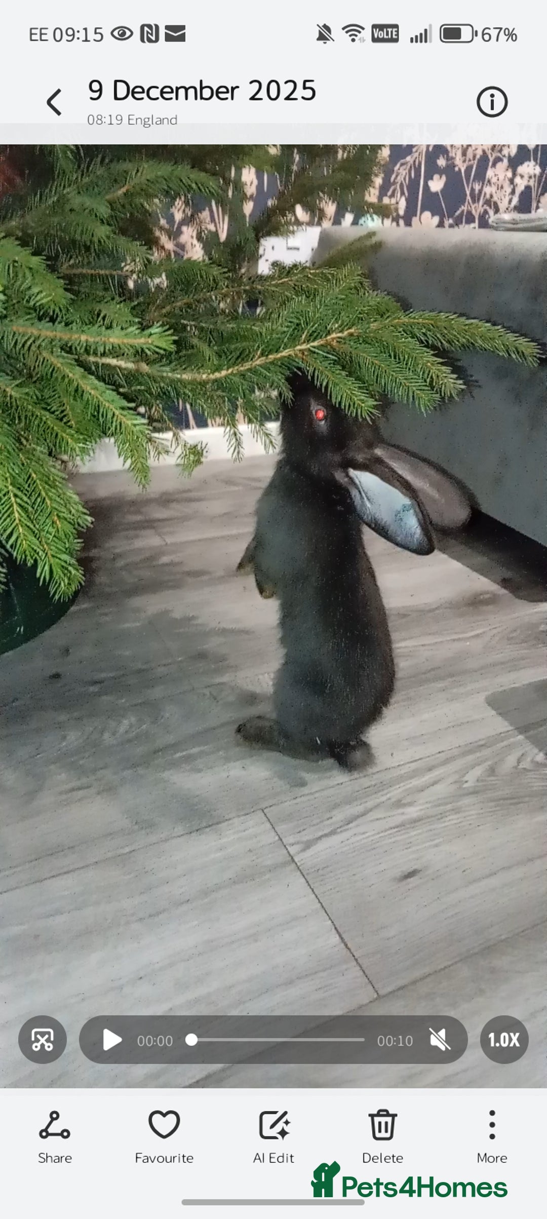 Continental Giant rabbits for sale: German Giants (continental giant rabbits) - Advert 1