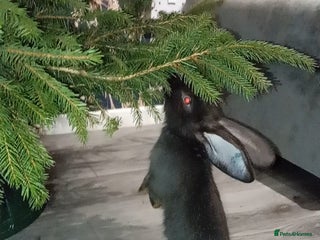 Continental Giant rabbits German Giants (continental giant rabbits) - Advert 2