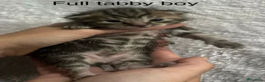 Full tabby boy 
