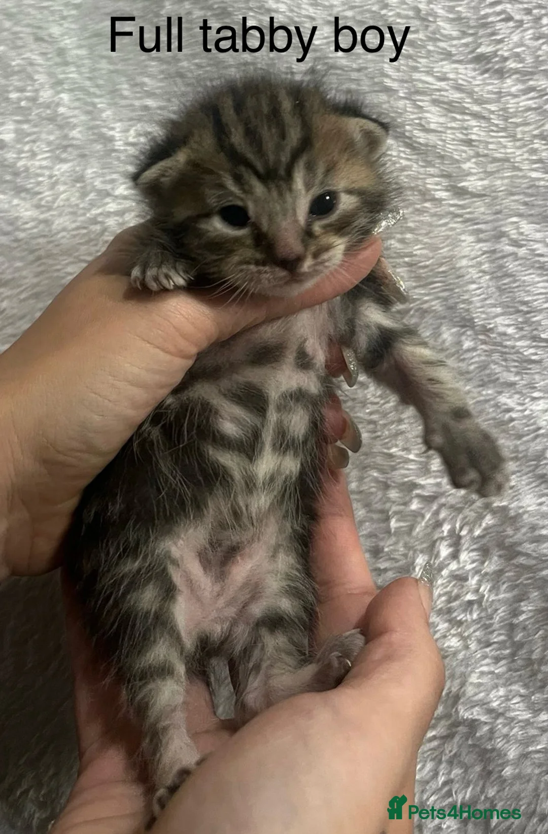 American Shorthair cats for sale: Mixed litter  - Advert 8