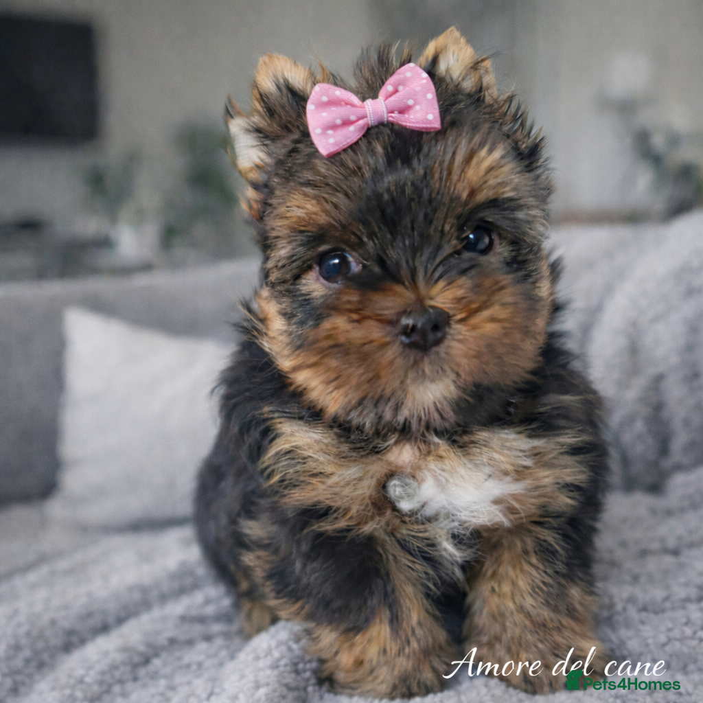 Yorkshire Terrier dogs Yorkshire Terrier  - Advert 5