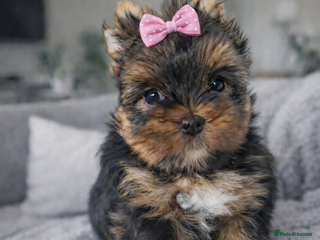 Yorkshire Terrier dogs Yorkshire Terrier - Advert 1