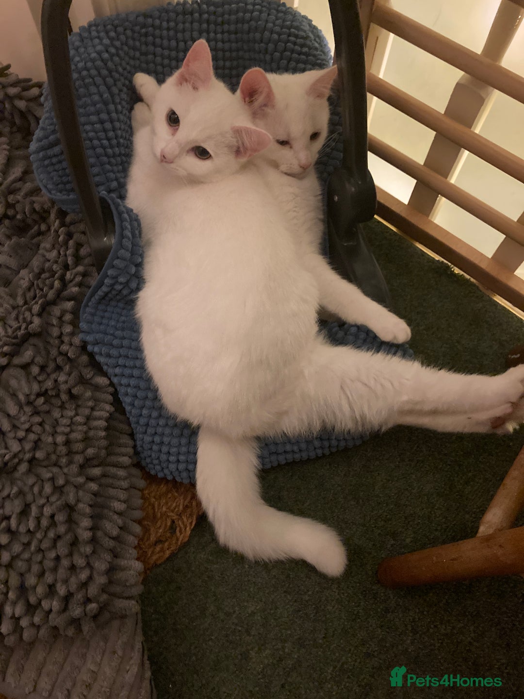 Turkish Van cats for sale: Gorgeous Turkish Van kitten - Advert 14
