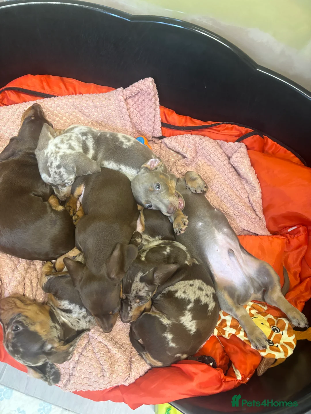 Miniature Dachshund dogs for sale: Stunning miniature dachshund puppies  - Advert 8