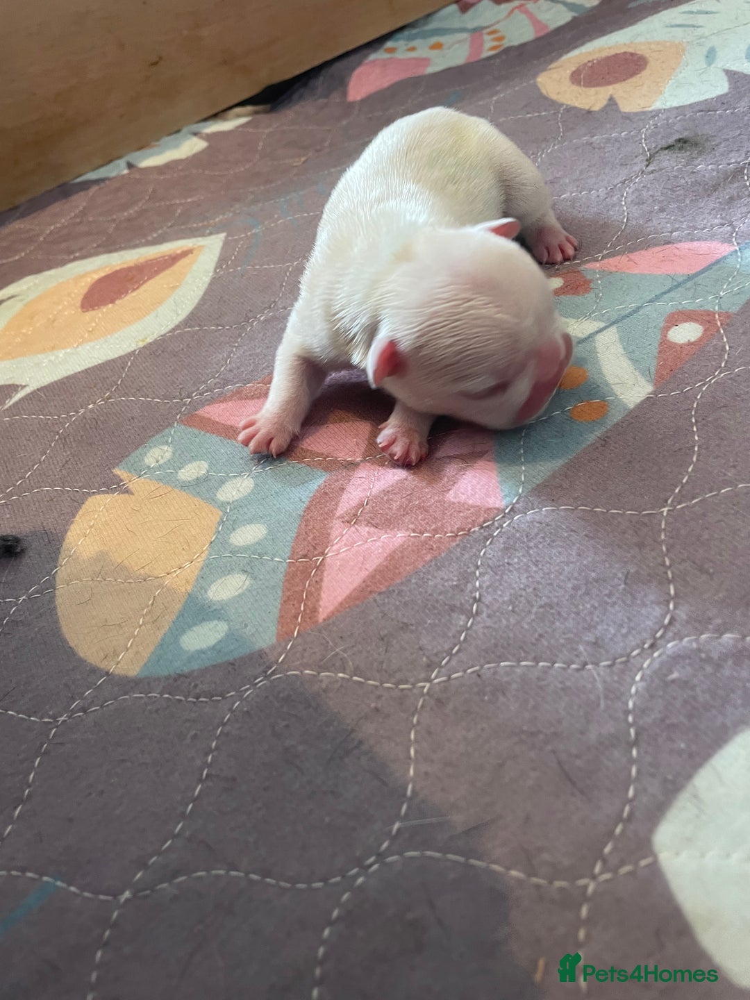 French Bulldog dogs for sale: KC Reg Frenchie Puppies - Image 7