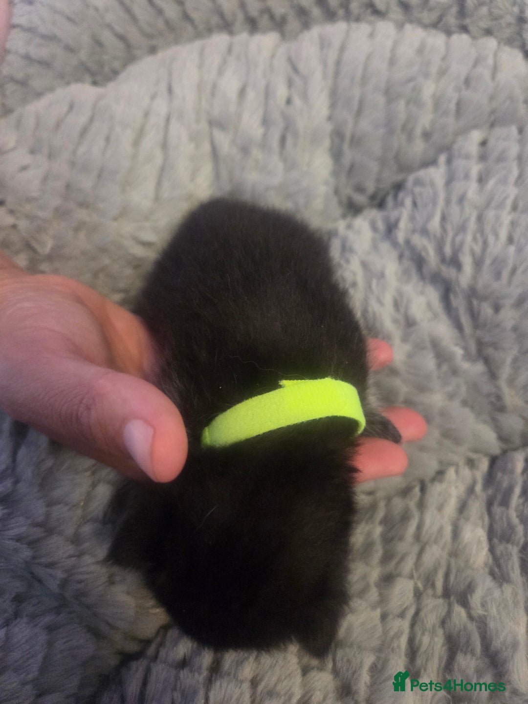 Mixed Breed cats for sale: Nearly 3 weeks old kittens  - Image 4