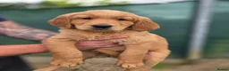 Golden Retriever dogs for sale: 🧡 Dark red working golden retriever pups 🧡 - Advert 6