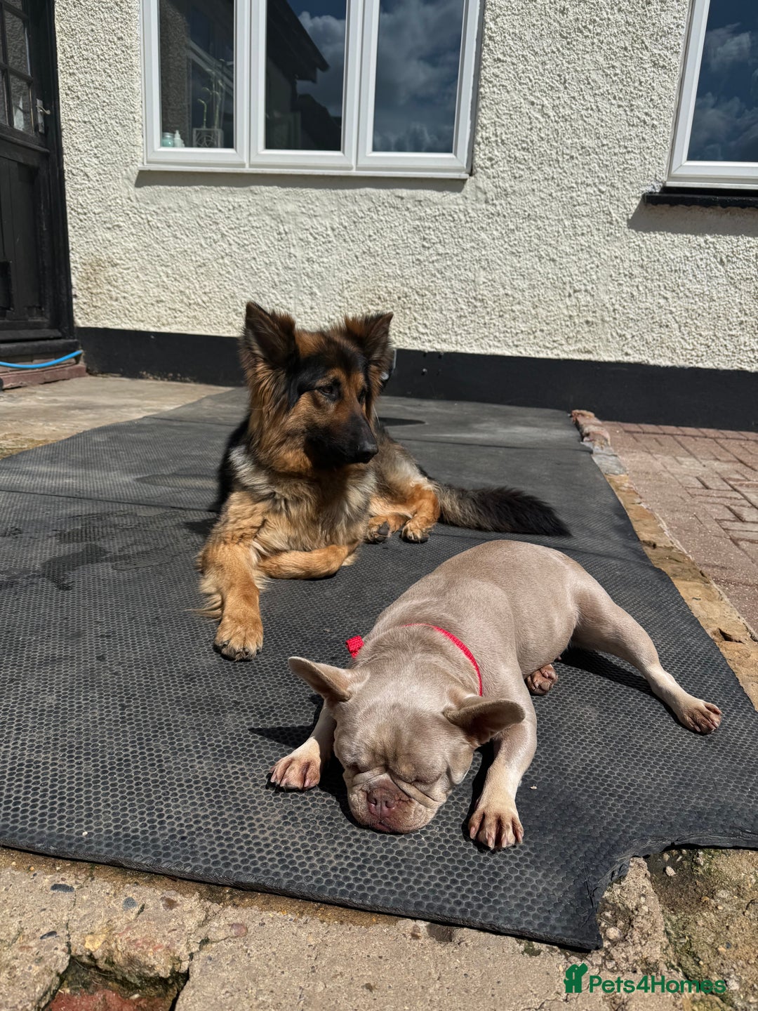 French Bulldog dogs for sale: New Shade french bulldog adult  - Advert 2