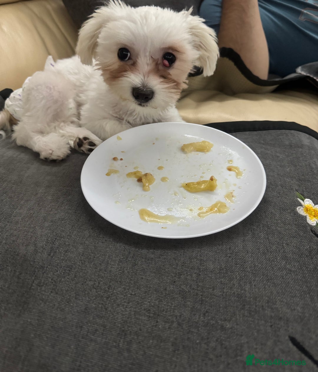 Bichon Frise dogs for sale: Sweet & Loving Bichon Frise Girl Looking for home  - Advert 15