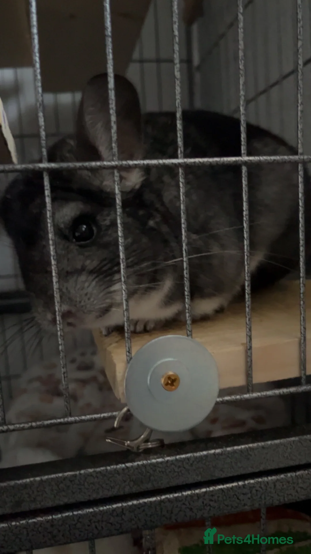 Chinchilla rodents for sale: mother and daughter  - Advert 2