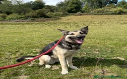 Mixed Breed dogs for sale: Gsd Cross – Looking for a Loving, Experienced Home - Image 1